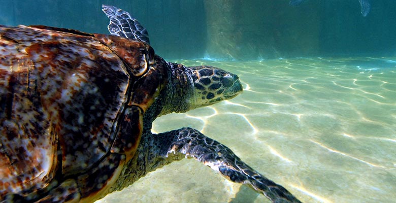Hawksbill Sea Turtle