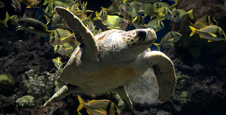 Loggerhead Sea Turtle