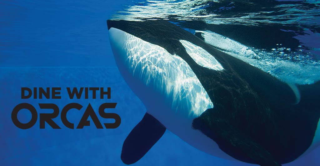Dine with Orcas at SeaWorld San Diego