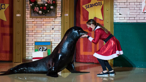 Sea Lion and Dolphin Shows