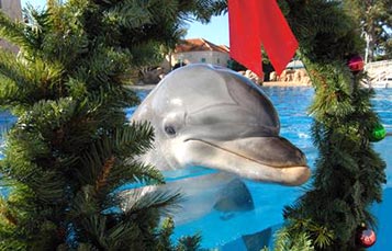 Dolphin Island Christmas