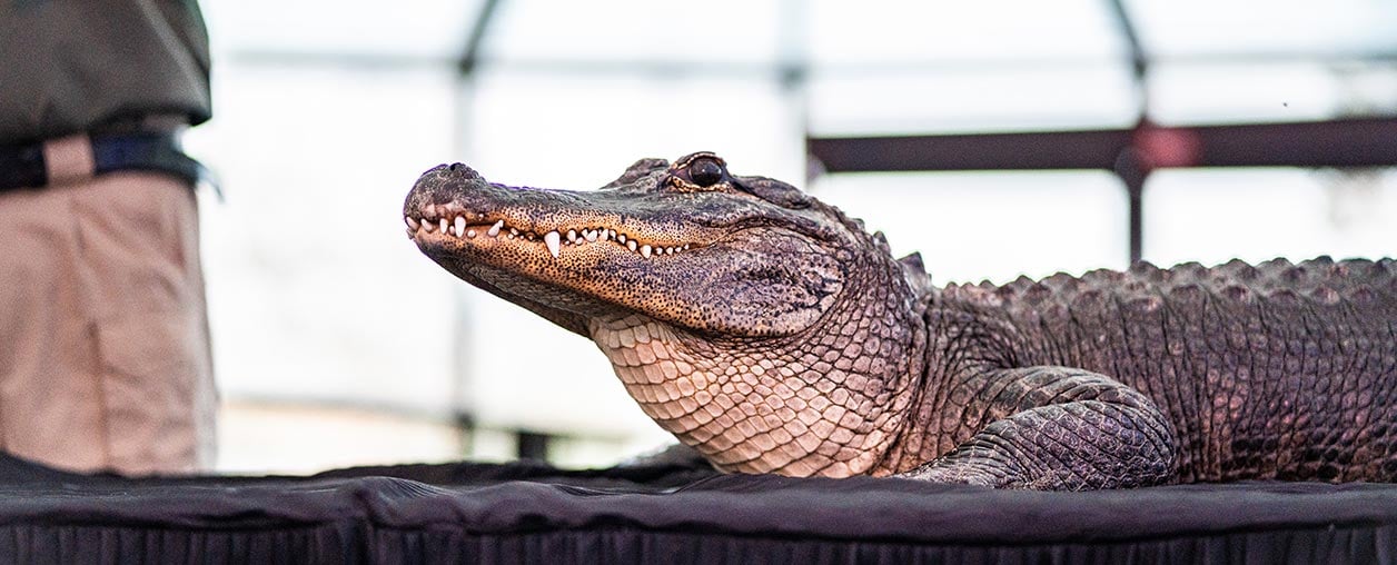 SeaWorld educational presentation