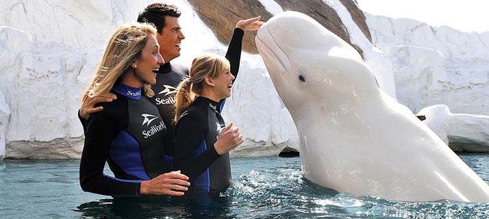 Beluga Interaction Program