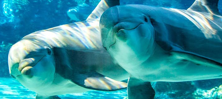 Dolphin Up-Close Encounter