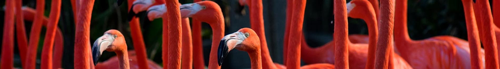 Flamingo Up-Close Encounter