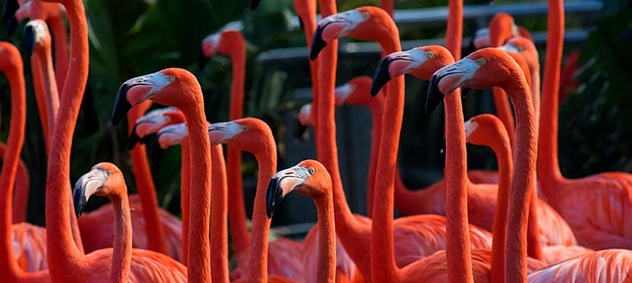 Flamingo Up-Close Encounter