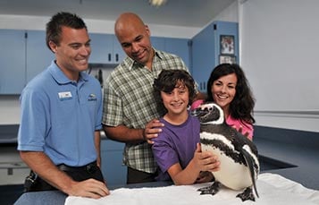 Penguin Up-Close Encounter experience at SeaWorld San Diego