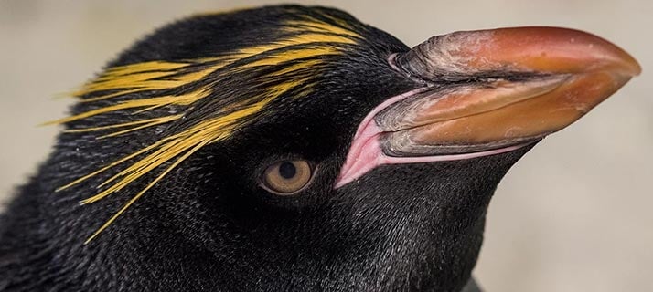 Penguin Up-Close Encounter