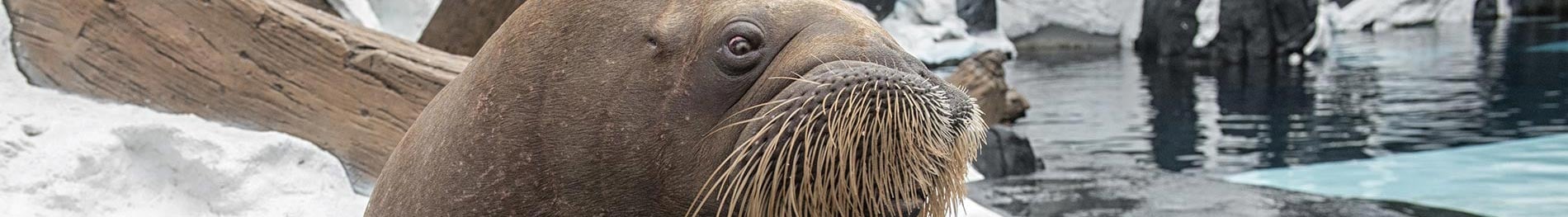 Walrus Up-Close Encounter