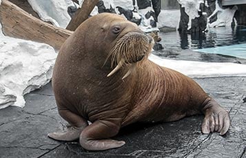 SeaWorld San Diego Walrus Encounter Tour