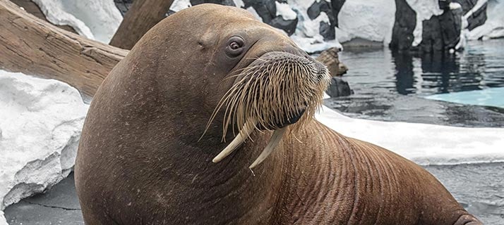 Walrus Up-Close Encounter