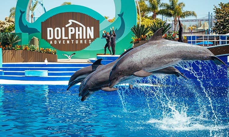 Dolphin Adventures presentation at SeaWord San Diego