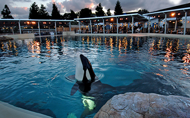 Group Events Dine with Shamu