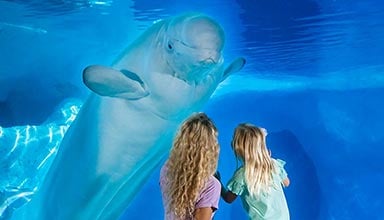 Mom and daugher in front of a beluga whale