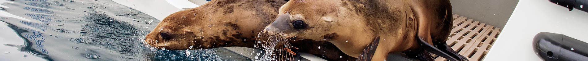 Sea lion return