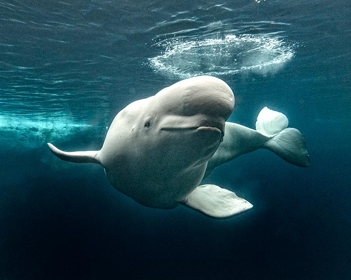 Beluga whale