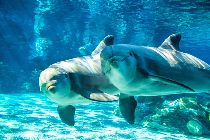 Dolphins