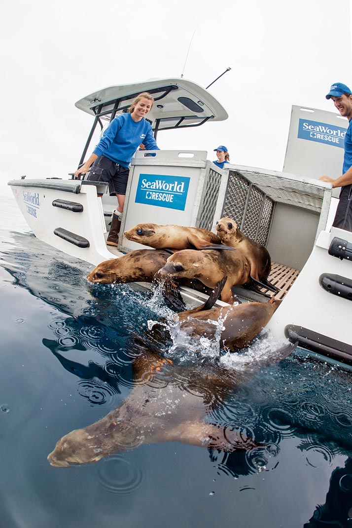 Sea lion return