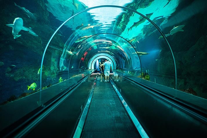 Shark Encounter tunnel