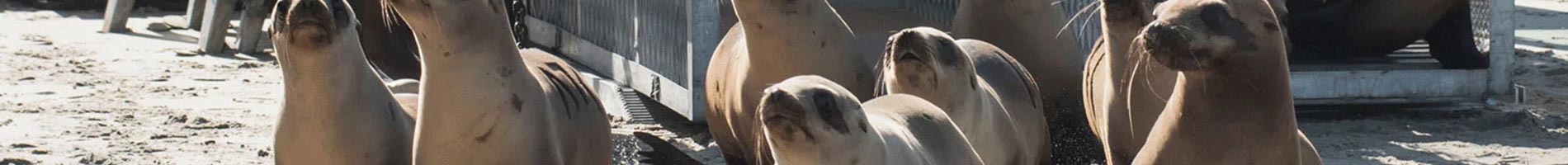 SeaWorld Rescue seal release