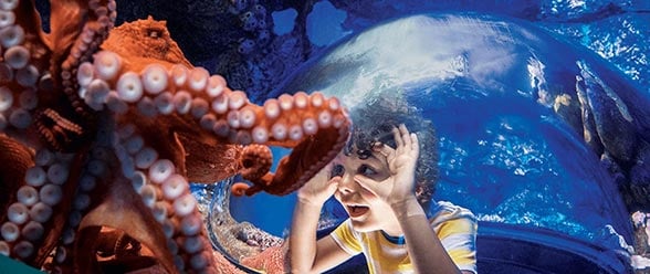 A boy looking at an octopus