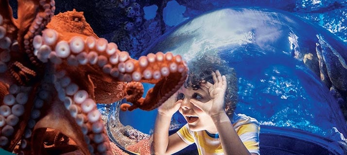 A boy looking at an octopus