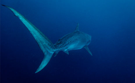 OCEARCH Partnership Policy