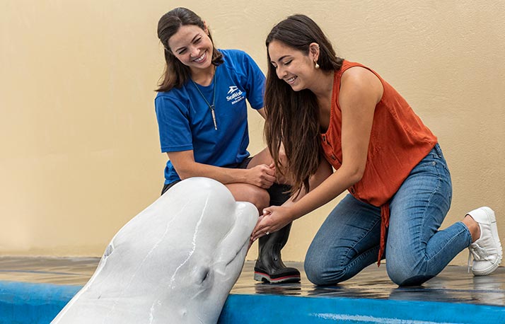 Beluga Encounter tour at SeaWorld San Diego