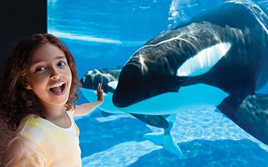 Ticket Image Girl with Orcas