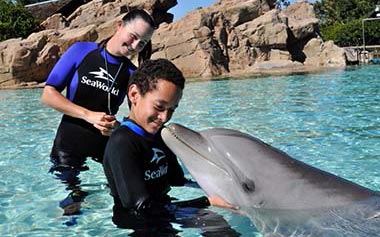 Dolphin In Water interaction Dolphin Swim SeaWorld San Diego