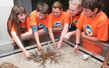 Product Image Day Camp Xtreme Sea Creatures