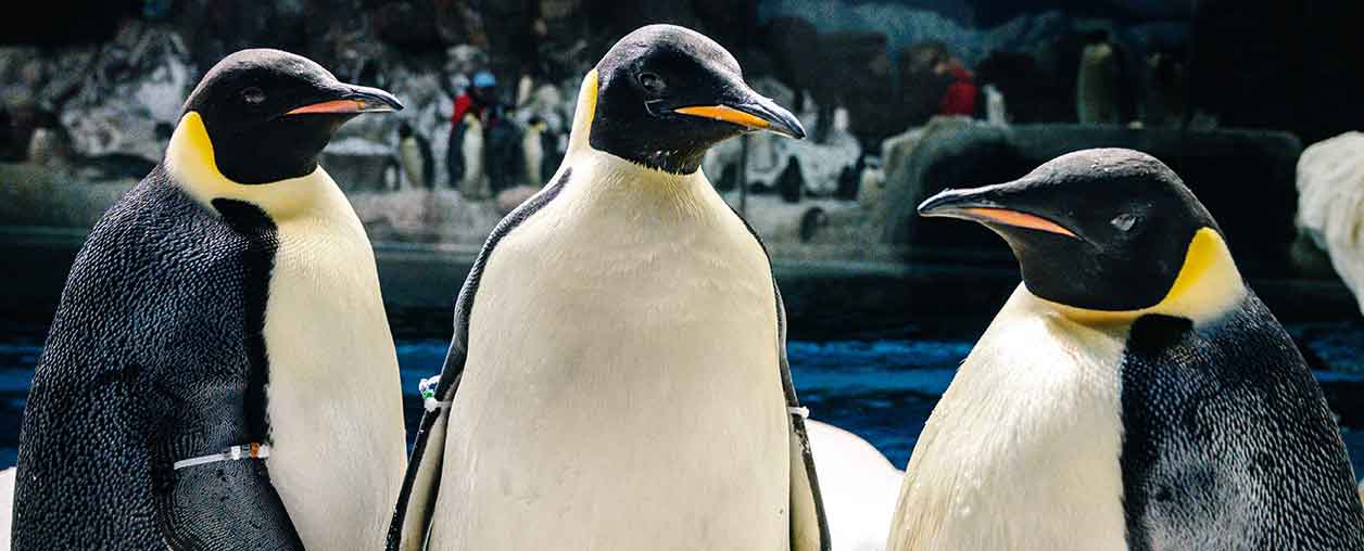 Emperor Penguins