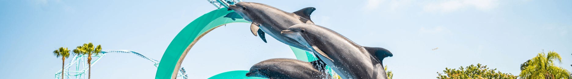 Dolphin Adventures at Seaworld San Diego