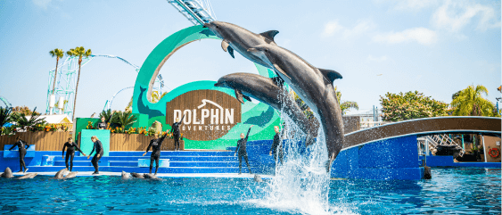 Dolphin Adventures at Seaworld San Diego