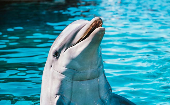 Dolphin