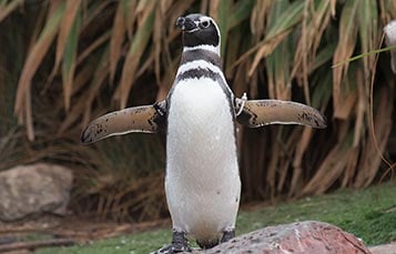 Watch Magellanic Penguins Feed at SeaWorld San Diego