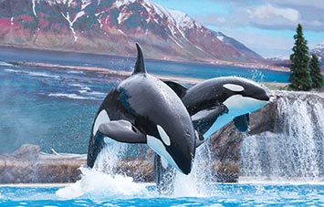 Orca Encounter show at SeaWorld San Diego