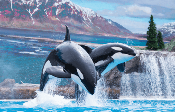 Orca Encounter show at SeaWorld San Diego