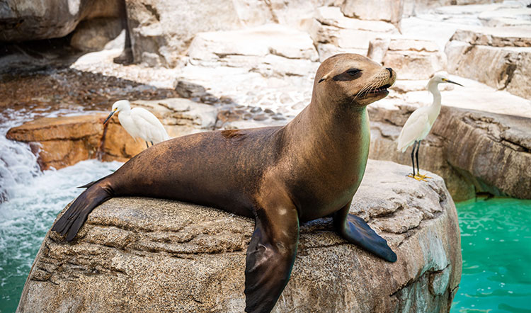Sea Lion and Otter Spotlight stage at SeaWorld San Diego