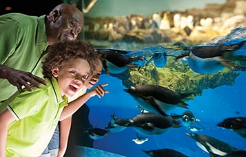 Listing Image Family With Penguins