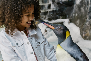 Girl meeting a penguin 
