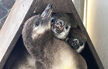 Humboldt Penguin Dads
