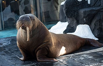 Walrus at SeaWorld San Diego
