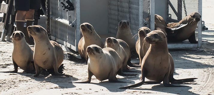 SeaWorld Rescue seal release